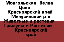 Монгольская  белка › Цена ­ 200 - Красноярский край, Минусинский р-н Животные и растения » Грызуны и Рептилии   . Красноярский край